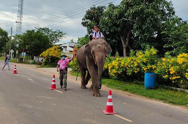 タイ・ネット界隈で話題！ゾウに乗って通学する子供たち。 | タイ 